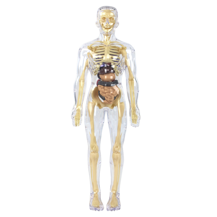 3D HUMAN BODY Torso Model for Kid Anatomy Model Skeleton, Removable Parts EUR 18,84 - DE 3D HUMAN BODY Torso Model for Kid Anatomy Model Skeleton, Removable Parts EUR 18,84 - DE