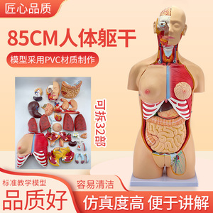 Modèle anatomique de torse bisexuel de 85 cm ; modèle de torse masculin et féminin avec 32 organes internes détachables. - Product Image 2