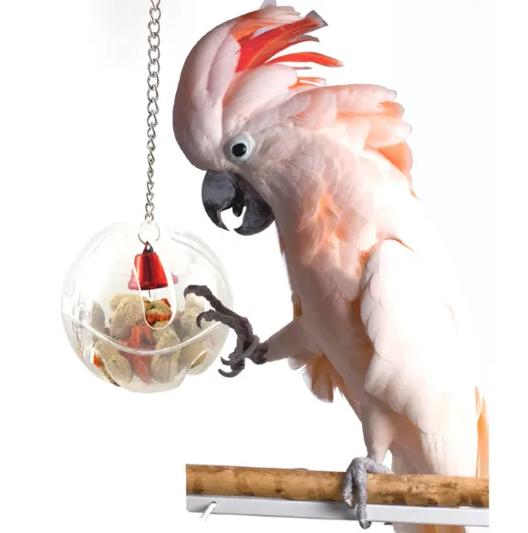C & C Creative ציפור כלובי תליית ליקוט צעצועי תוכי מזון האכלה נושך כדור צעצועי מחיר