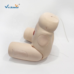 Modèle avancé de cathétérisme masculin avec structure urétrale et pelvienne simulées pour la formation clinique des étudiants en soins infirmiers - Product Image 1