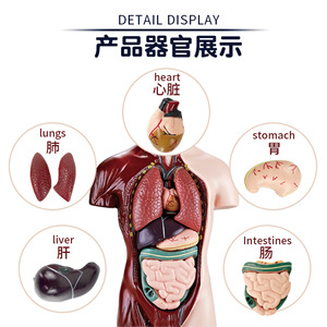 Modelo de órgano humano simulado con estructura esquelética, juguete educativo para niños de 7 a 14 años, herramienta de aprendizaje de ciencia Unisex - Product Image 2