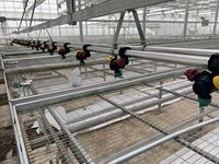Vente d'usine Système de bancs roulants de culture Table en métal Serre