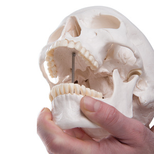 Modèle de crâne adulte, sculpture de crâne, échelle 1:1, pour l'enseignement de l'anatomie et du corps humain. - Product Image 3