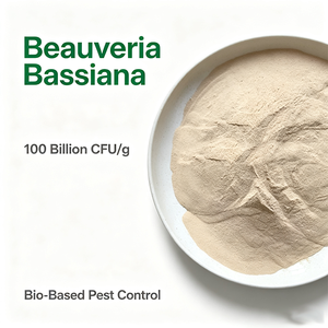 Beauveria Bassiana 10 Mil Millones de UFC/g, Inoculante Microbiano en Polvo, Material de <span class=keywords><strong>Biocontrol</strong></span> Natural para Cultivos Agrícolas y Forestales - Product Image 2