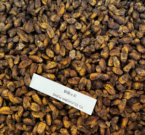 Eco Fresh Silkworm Nymphes Protéine d'insecte <span class=keywords><strong>Alimentation</strong></span> animale Mouche comestible - Product Image 1