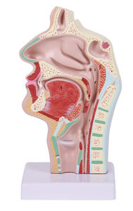 Медицинская наука анатомическая модель дыхательной системы человека - Product Image 3