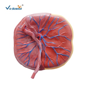 <span class=keywords><strong>Cuerpo</strong></span> <span class=keywords><strong>humano</strong></span> unido al modelo de anatomía placentaria del cordón umbilical modelo de educación anatómica de la Escuela de Ciencias Médicas - Product Image 1