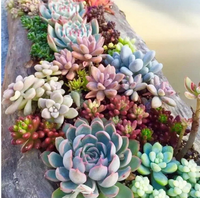 Succulentes en gros, assortiment de mini-cactus décoratifs, arrangement suspendu pour l'intérieur et l'extérieur, plantes artificielles succulentes à vendre
