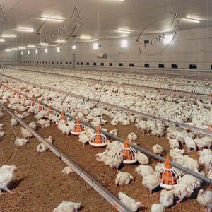 Equipo Automático para Granjas Avícolas de Pollos de Engorde, Fácil Instalación, en Oferta - Product Image 4