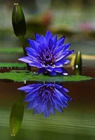 Thé de fleurs de lotus bleu de haute qualité, saveur naturelle douce, qualité alimentaire, emballé en sachet pour adultes