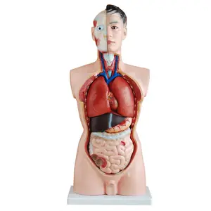 19 부분 의료 교육 85cm 인간의 듀얼 섹스 몸통 모델 인간의 해부학 몸통 모델