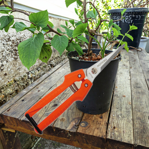 Cisaille manuelle de <span class=keywords><strong>taille</strong></span>-haie pour verger, <span class=keywords><strong>prix</strong></span> de gros, lame en acier au carbone de haute qualité, rouge et argent, vente chaude, pour usage en jardin, Apple 20cm - Product Image 6