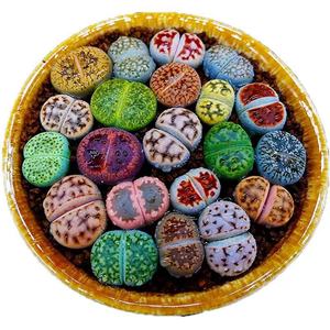 Assortiment de plantes succulentes Lithops en pot rond pour aménagement intérieur, option cadeau de pendaison de crémaillère - Product Image 5
