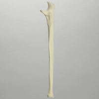 Modelo de cúbito humano de espuma sólida KyrenMed, modelo de perforación de práctica de cúbito de esqueleto izquierdo y derecho cortical de espuma de tamaño real