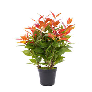 高品質 H43cm 赤緑盆栽 環境に優しい 防水 耐久性のある人工植物 家庭 ホテル または造園装飾用 - Product Image 1