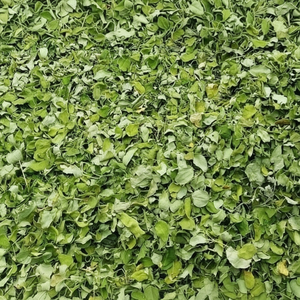 Saure séchée androgynus japonais batu feuille douce buisson Katuk feuilles AKINA - Product Image 1