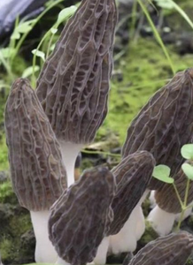 3 ~ 5 cm taille Champignons <span class=keywords><strong>morilles</strong></span> noirs cultivés <span class=keywords><strong>1</strong></span> <span class=keywords><strong>kg</strong></span> <span class=keywords><strong>prix</strong></span> <span class=keywords><strong>morilles</strong></span> champignons entiers séchés pour la nourriture - Product Image 3