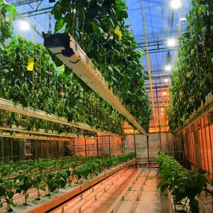 Fábrica de plantas de granja de contenedores Calidad hidropónica Invernadero agrícola vertical NFT Sistema de control de Venta caliente cebada de lechuga frondosa