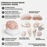 Modèle d'artères cérébrales et du cerveau, modèle anatomique vasculaire intracérébral humain pour l'enseignement de la neurologie en faculté de médecine, CE ISO