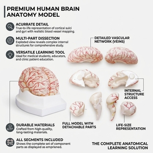 Modelo de Cerebro y Arterias Cerebrales, Modelo Anatómico Vascular Intracranial <span class=keywords><strong>Humano</strong></span> para la Enseñanza de Neurología en la Escuela de Medicina, CE ISO - Product Image 1