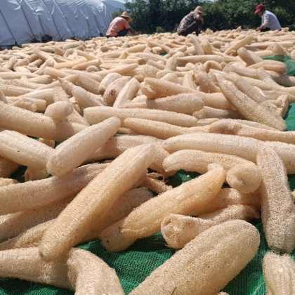 Non-Toxic Agriculture Product Unbeatable Wholesale Prices for Buyers Premium Eco-Friendly Natural Thai Loofah Sponges Gentle