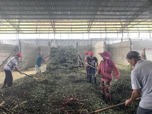 Pimienta Verde de Sichuan ZZH de Alta Calidad para Exportación, Especias Secas <span class=keywords><strong>Picantes</strong></span> en Gránulos, Calidad Cruda, Certificación Halal, Hierbas y Especias - Product Image 2