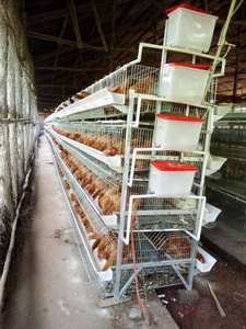 Cages à poulet de couche de type h à 4 niveaux pour volaille avec bac à fumier - Product Image 3