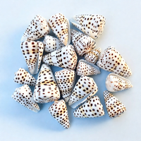 Coquillages naturels authentiques Conus Ebraeus en gros - Coquillages hébreux Conus Ebraeus - Véritables coquillages pour bijoux DIY Hawaï