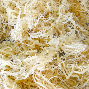 Cottonii para Carrageenan/ Eucheuma Cottonii/ Kappaphycus cottonii 2024 - Product Image 1