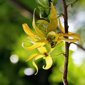 Olio Essenziale di Ylang Ylang 10ml Olio Aromaterapico Puro e Naturale - Product Image 2