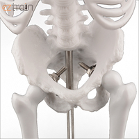 Mini modèle de squelette humain de 45cm avec bras et jambes mobiles Modèle scientifique pour l'étude