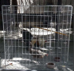 Gabbie per gallo da combattimento piegate per assemblare facilmente - Product Image 6