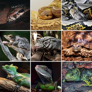 <span class=keywords><strong>Terrarium</strong></span> pour reptiles Reptizoo de 120 gallons (48x24x24) en PVC, emballage plat, logo personnalisé, pour python <span class=keywords><strong>vert</strong></span>, dragon barbu - Product Image 6
