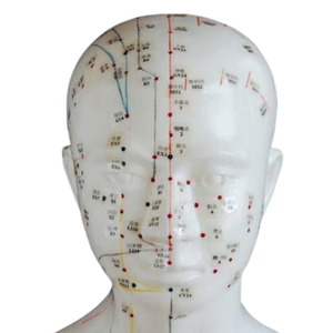 Ada แบบจำลองการฝังเข็มบนศีรษะและมือของ PVC แบบใช้ชีวิตสำหรับการเรียนรู้ของนักเรียนบนอวัยวะจุดภาพประกอบวิทยาศาสตร์ทางการแพทย์ - Product Image 6