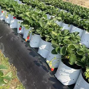 PE Bag 2 Layers UV Protection Cocopeat Grow Bag Coconut Fiber Hydroponic Greenhouse Soilless Cultivation Planting Container - Product Image 6