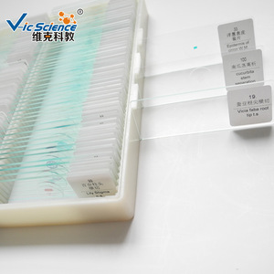Schistosoma male <b>worm</b> slide; Zoological specimens; Plant and animal slides; Biology teaching microscope slides - Product Image 2