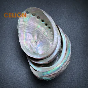 Celion Fabriek Groothandel Natuurlijke 4 Inch Abalone Schelpen Smudge Kom