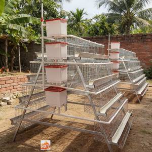 Sample Ready Reinforced Steel <strong>Bar</strong> Chicken Cage Broiler Chicken Cage a Type Chicken Coop Forchicken Coop Accessories - Product Image 1