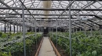 GT serre en plastique de tunnel de polycarbonate automatisée agricole bon marché