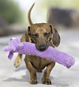 2023 nuovo arriva Custom Brand Multicolor pet International Original <span class=keywords><strong>Loofa</strong></span> <span class=keywords><strong>Dog</strong></span> Mini giocattolo per cani da 6 pollici con il tuo Logo - Product Image 6