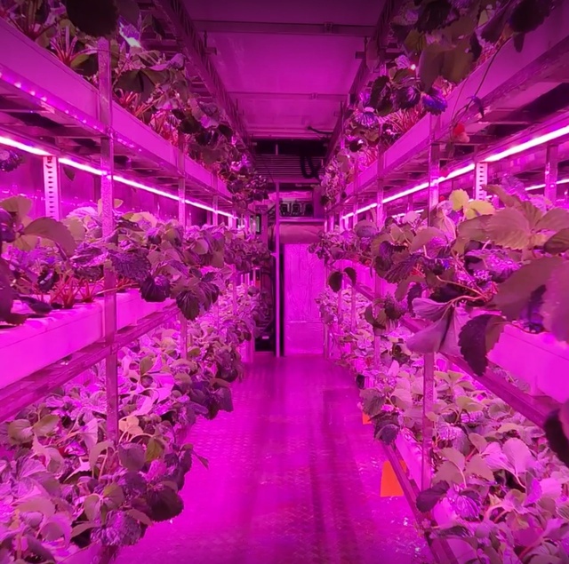 High Yield Vertical Strawberry Growing Container Farm with Advanced LED Grow Lights and Precise Humidity Control Manufacturer