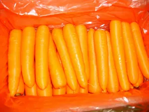 แครอทเกษตรอินทรีย์สำหรับ2023แครอทสดจากประเทศจีน