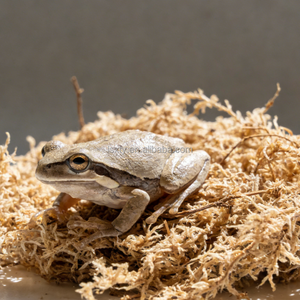 Mousse de Sphagnum à Fibres Longues pour Reptiles, Mousse Organique Retenant l'Humidité pour la Plantation en <span class=keywords><strong>Jardin</strong></span> - Product Image 1