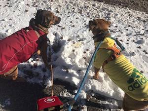 2025ชุดปฐมพยาบาลสัตว์เลี้ยงขนาดเล็กของแท้กระเป๋านิรภัยอุปกรณ์ดูแลฉุกเฉิน - Product Image 5