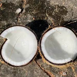 Fornecedor de coco seco de coco natural do Vietnã, melhor preço, venda superior 2023, marca Vietnã Agricultura feita no Vietnã