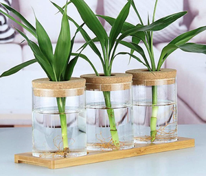 Desktop Plant Terrarium <strong>Propogation</strong> Station - Product Image 3