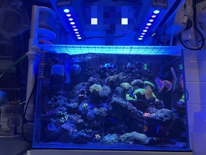 Barra LED para <span class=keywords><strong>Acuario</strong></span> Orphek, IP67 Impermeable, Carcasa de Aluminio, <span class=keywords><strong>Luz</strong></span> Azul Actínica para Arrecifes de Coral, Venta al Por Mayor - Product Image 3