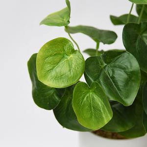 Hunan Zhangjiajie Fuyuan Yiwu popular mini bonsai plástico eucalipto lenteja de agua plantas en maceta para hotel tienda biblioteca decoración del hogar - Product Image 3