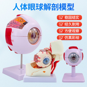 Modelo anatómico de globo ocular humano de alta gama para uso profesional, características faciales, oftalmología, estructura anatómica del ojo, con etiquetado. - Product Image 2
