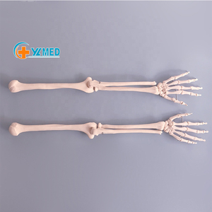 Giải Phẫu Y Khoa Giải Phẫu Y Tế Mô Phỏng Bộ Xương Kích Thước Sống Của Con Người Mô Hình Giải Phẫu Phần Trên Trên - Product Image 2